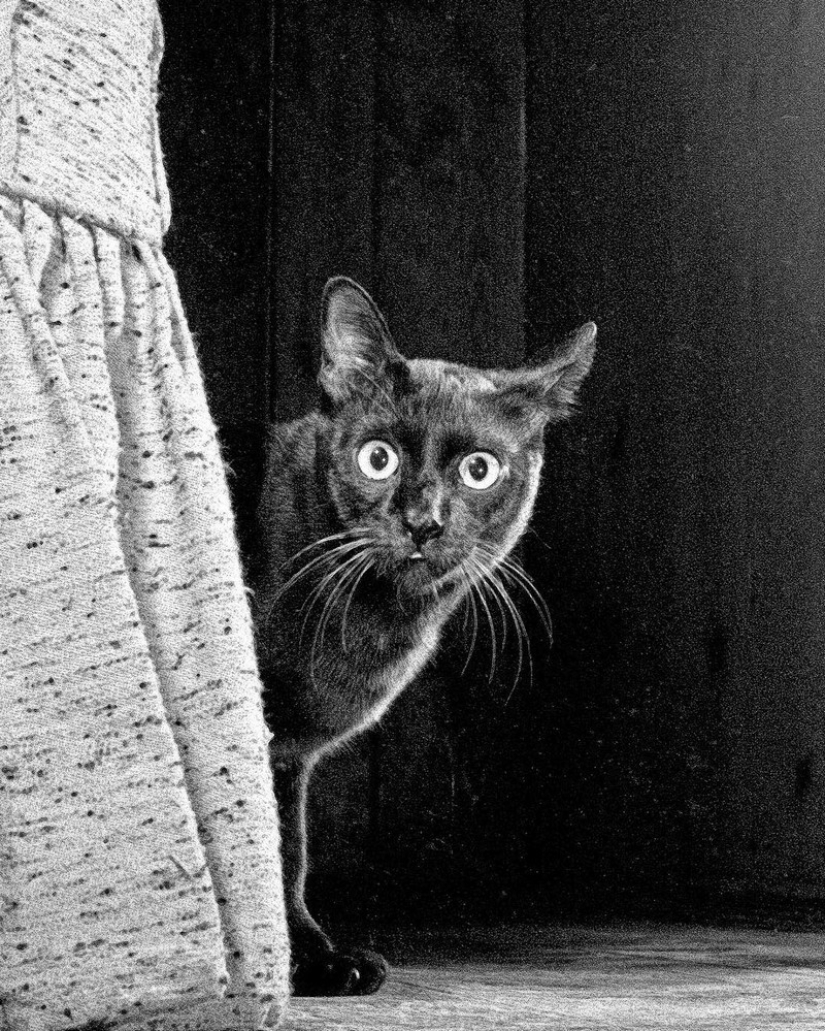 Walter Chandoha is a man who has been photographing cats for 70 years