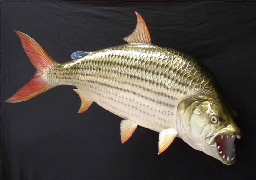 Water Monster from Africa-Goliath tiger Fish