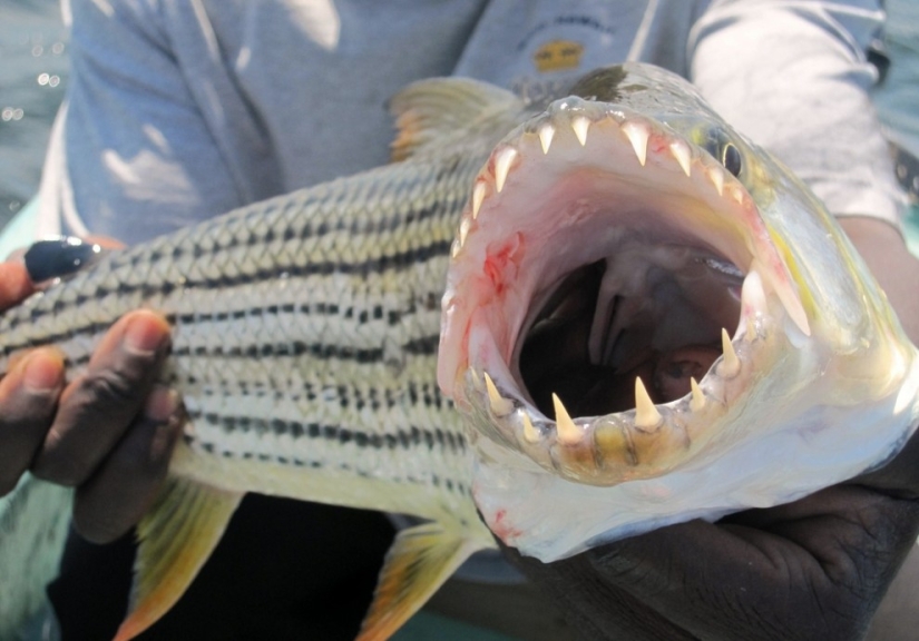 Water Monster from Africa-Goliath tiger Fish