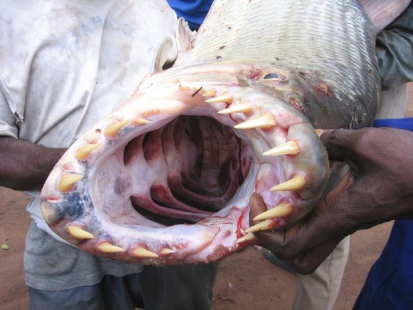 Water Monster from Africa-Goliath tiger Fish