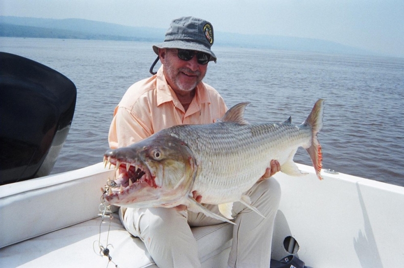 Water Monster from Africa-Goliath tiger Fish