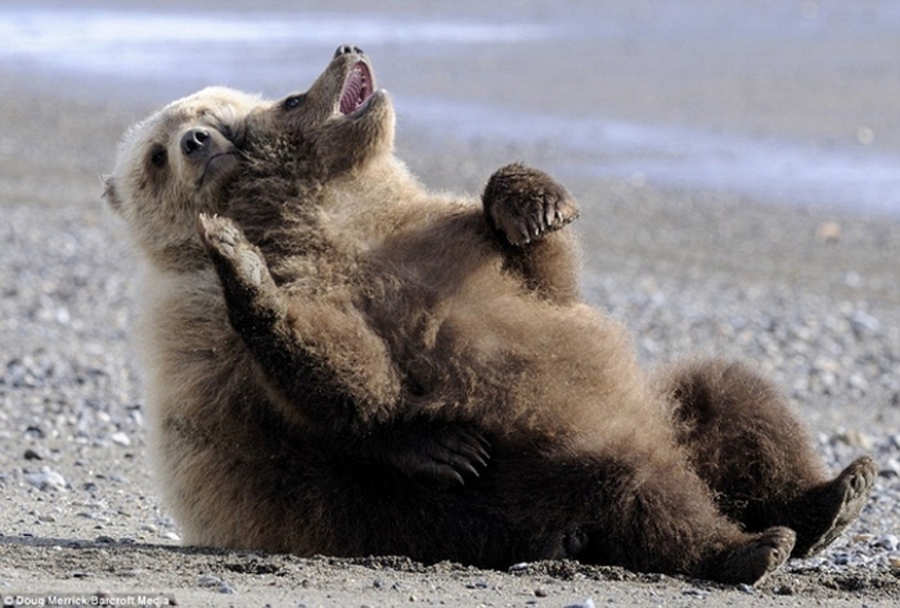 We learn to relax like bears