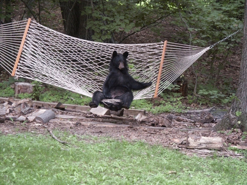 We learn to relax like bears