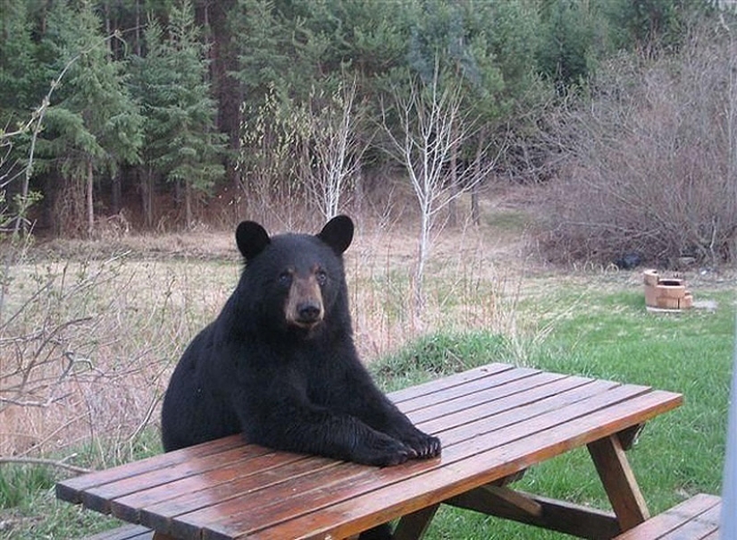 We learn to relax like bears