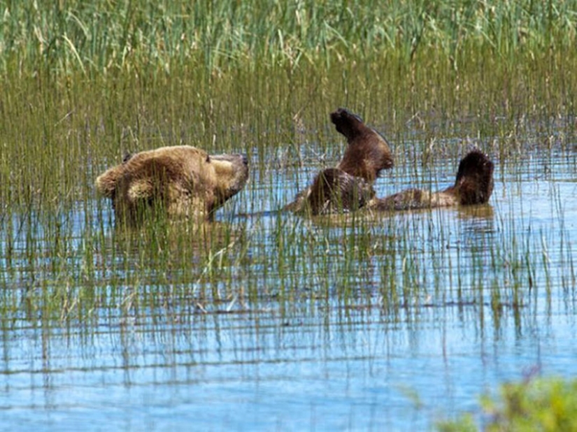 We learn to relax like bears