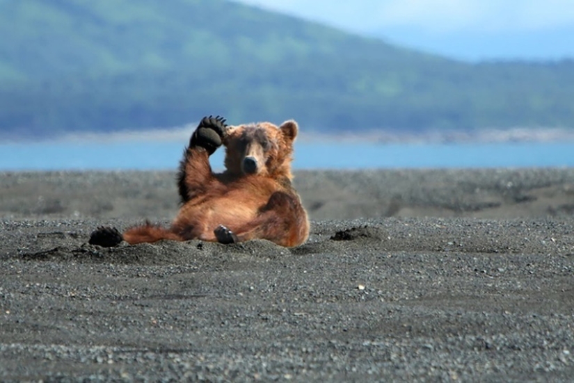 We learn to relax like bears