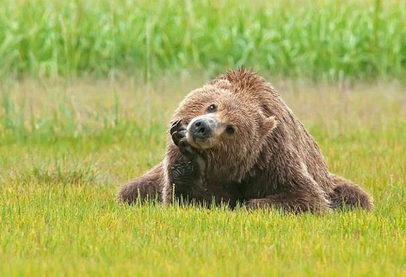 We learn to relax like bears