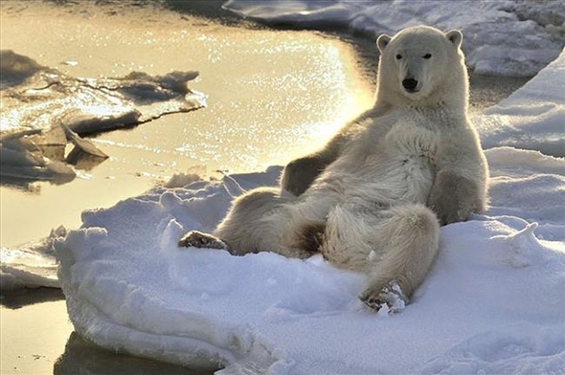 We learn to relax like bears