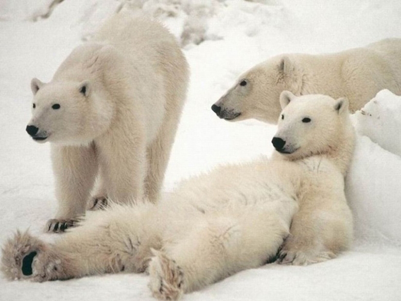 We learn to relax like bears