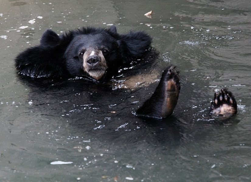 We learn to relax like bears