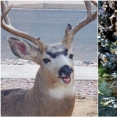 Weird and funny photos from the world of wild nature, which cause a lot of issues