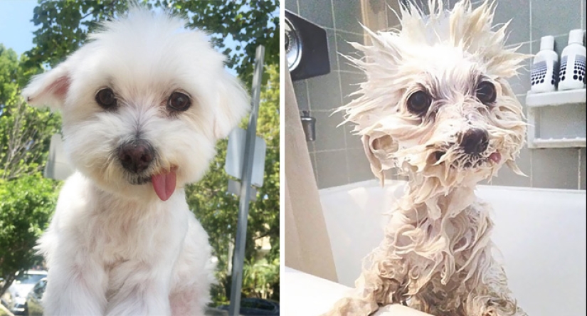 Wet Dog Post: Funny dogs before and after bathing