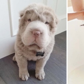 Wet Dog Post: Funny dogs before and after bathing