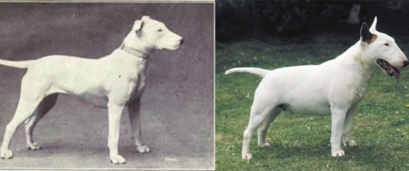 What 100 years of" improvement " of pedigreed dogs have led to