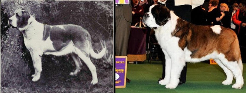 What 100 years of" improvement " of pedigreed dogs have led to