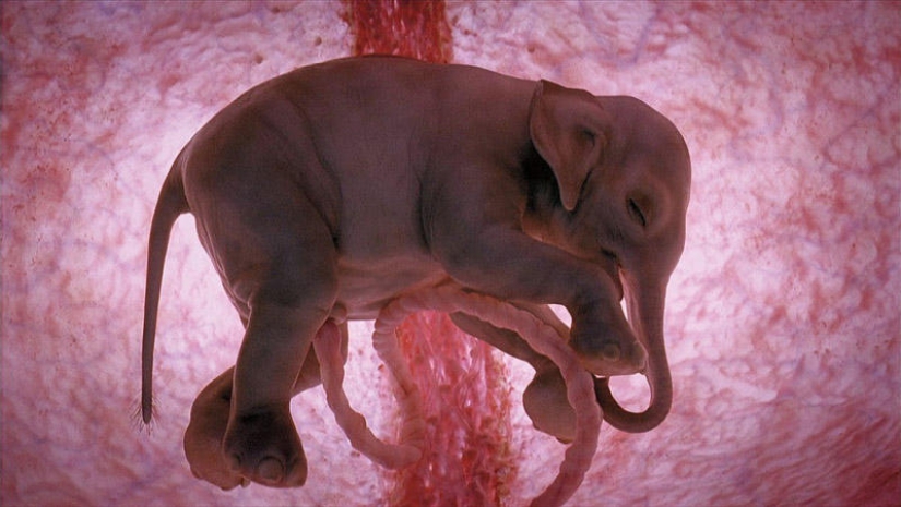 What do animals look like in the womb