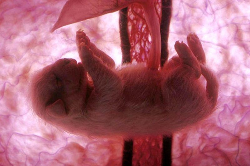 What do animals look like in the womb