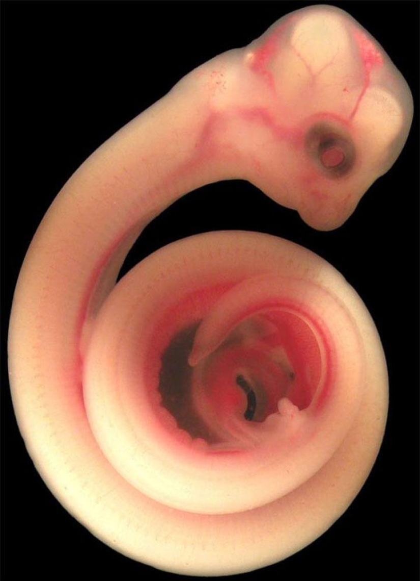 What do animals look like in the womb