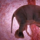 What do animals look like in the womb