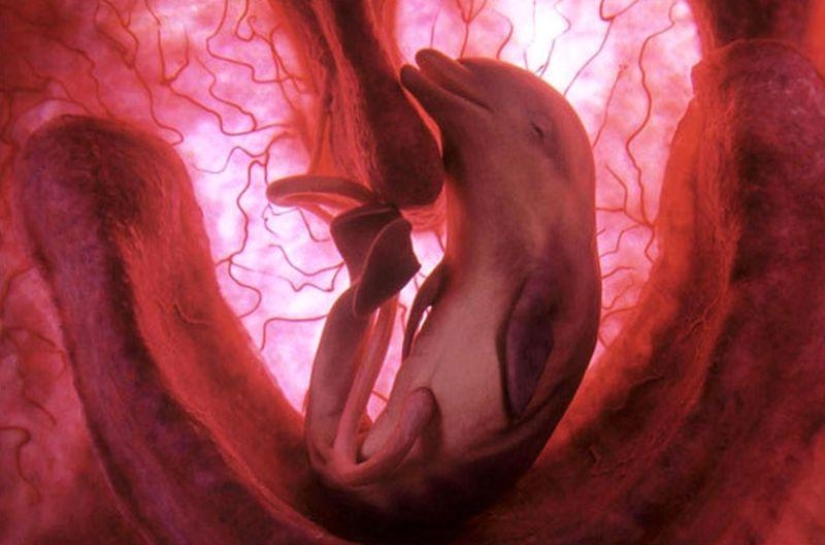 What do animals look like in the womb