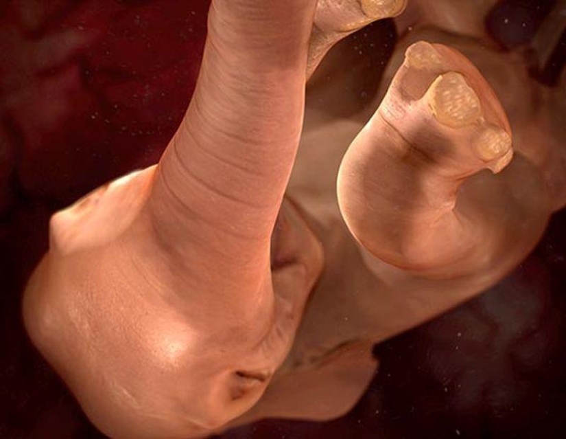 What do animals look like in the womb