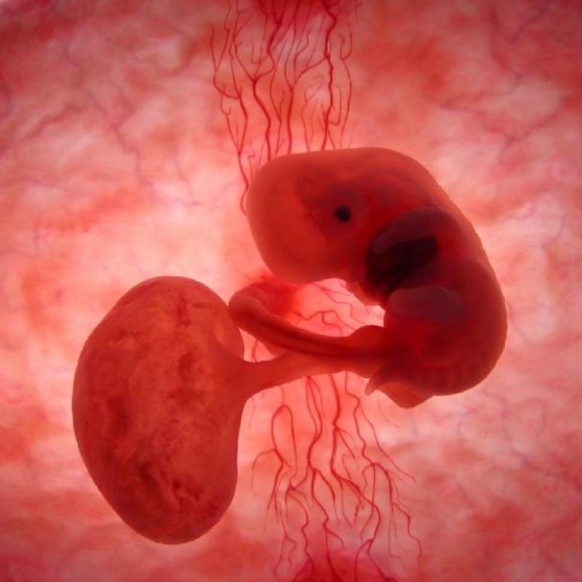 What do animals look like in the womb