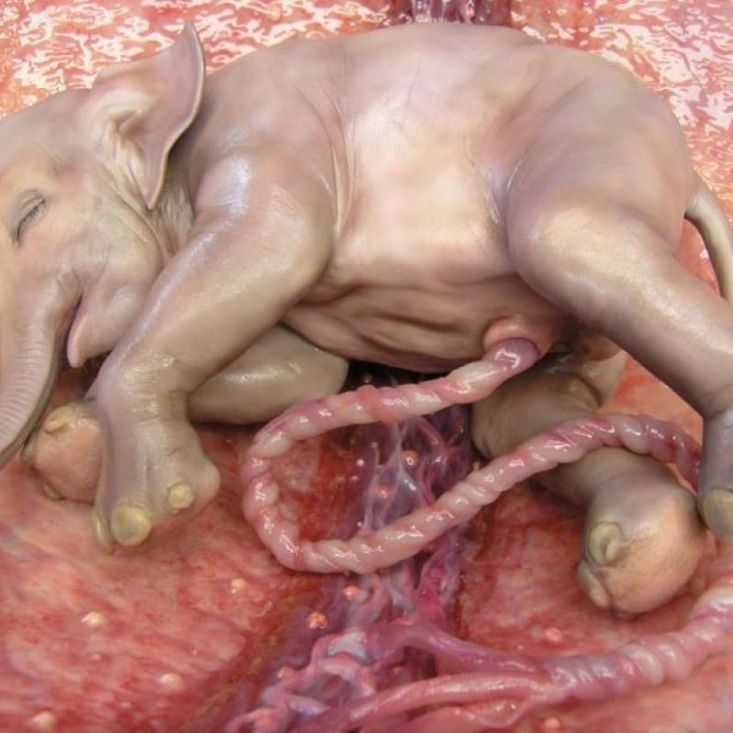 What do animals look like in the womb