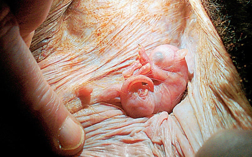 What do animals look like in the womb