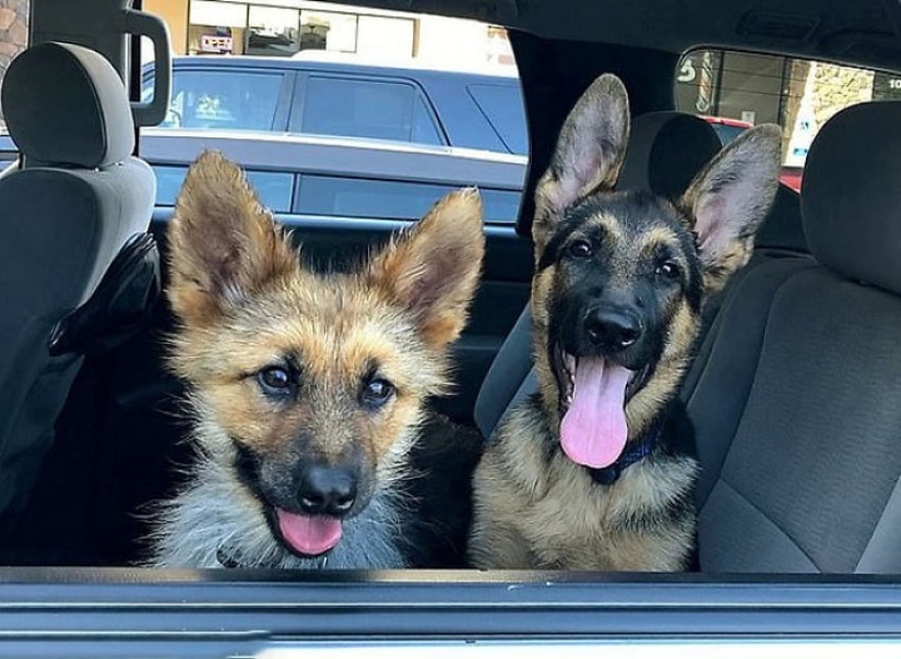 What do German Shepherds look like with dwarfism?