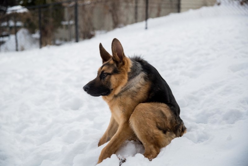 What do German Shepherds look like with dwarfism?