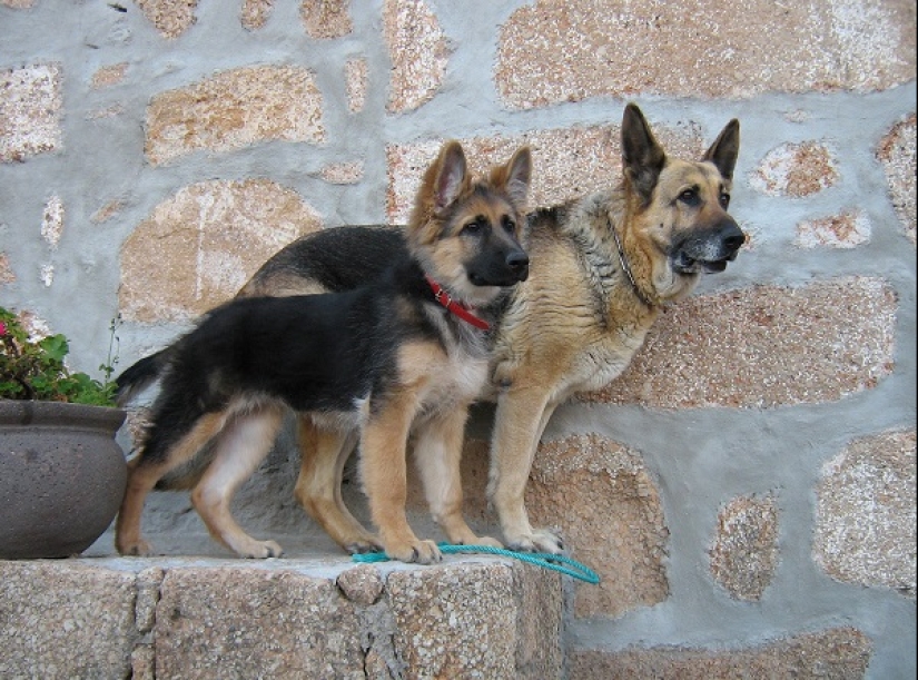 What do German Shepherds look like with dwarfism?