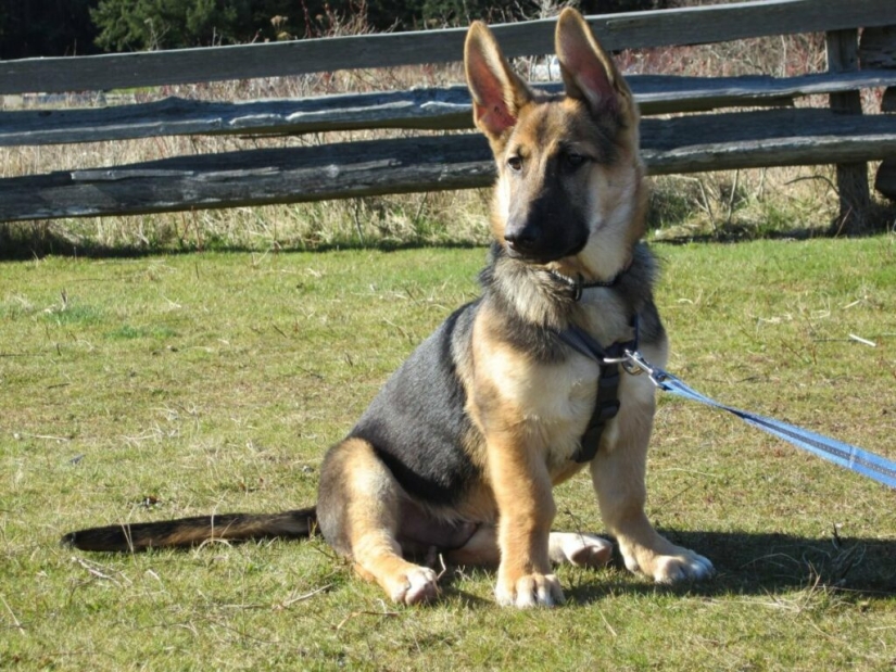 What do German Shepherds look like with dwarfism?