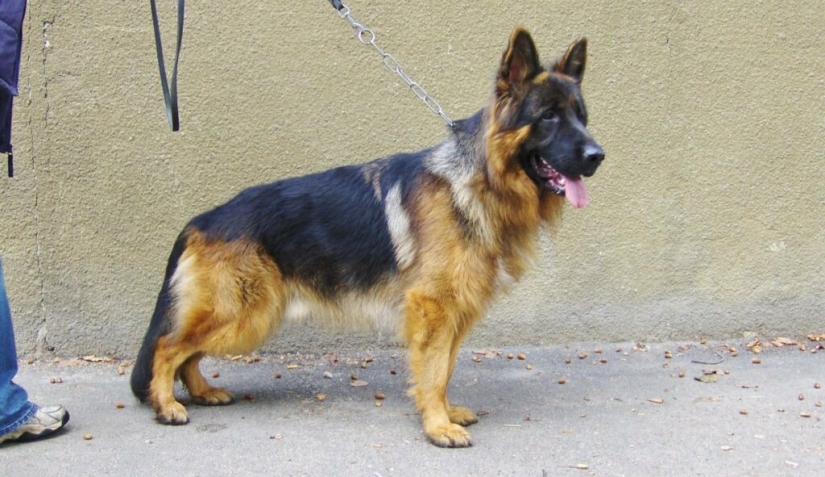 What do German Shepherds look like with dwarfism?