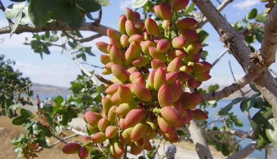 What do popular products look like before harvest