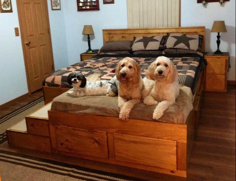 What does a special bed with a sleeping place for pets look like?