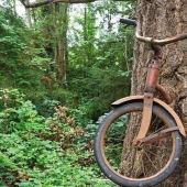 What does the legend of a bicycle embedded in a tree hide?