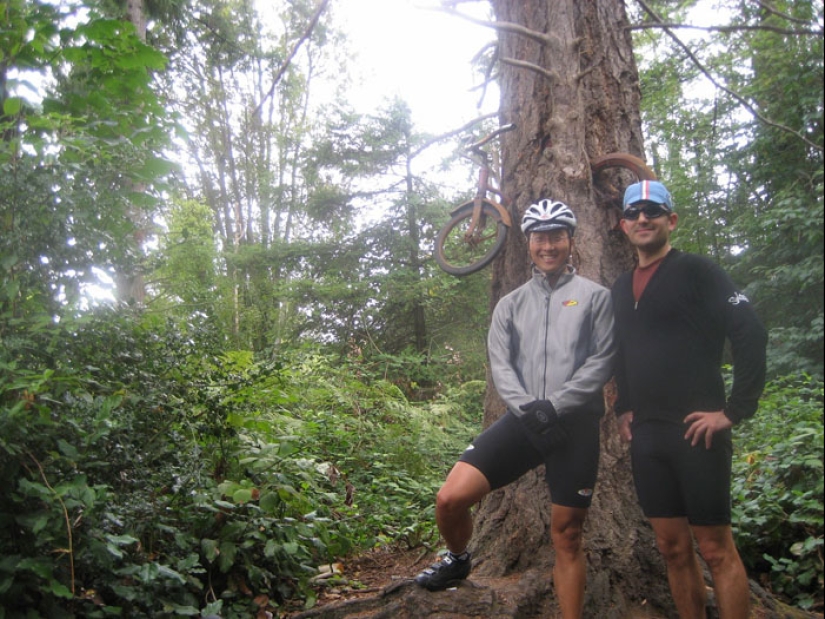 What does the legend of a bicycle embedded in a tree hide?