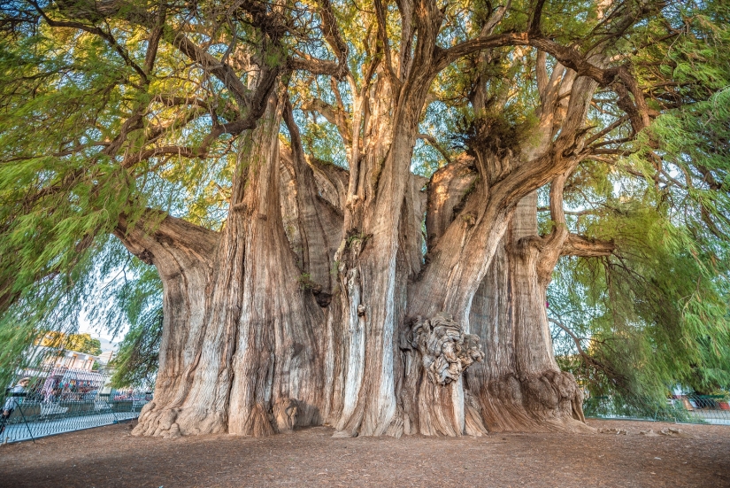 What does the Thule tree look like, an ancient cypress in Mexico with the world's thickest trunk