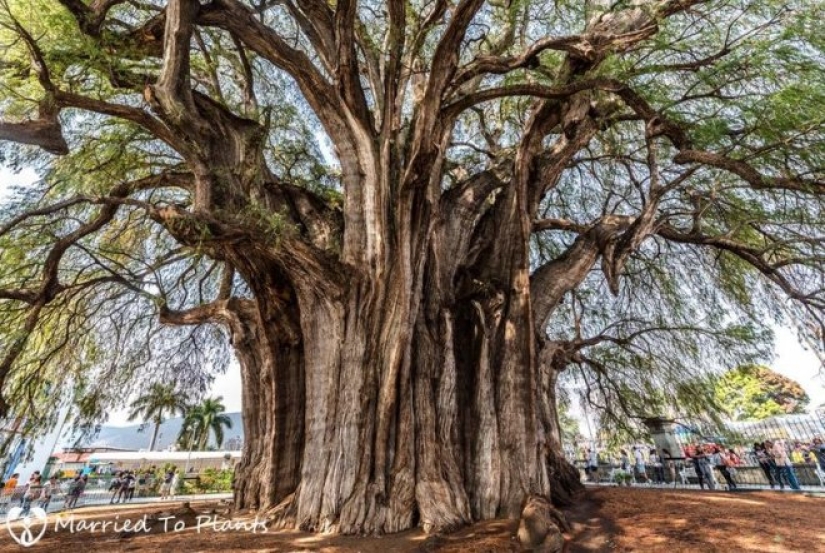 What does the Thule tree look like, an ancient cypress in Mexico with the world's thickest trunk