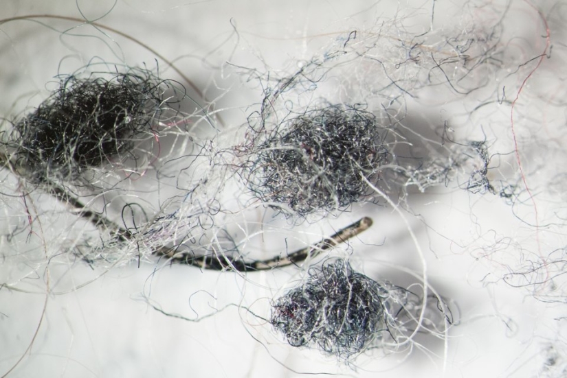 What does your household dust look like under a microscope