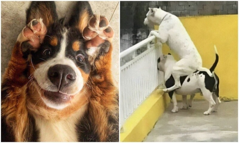 What fools: 20+ funny photos of dogs for the mood