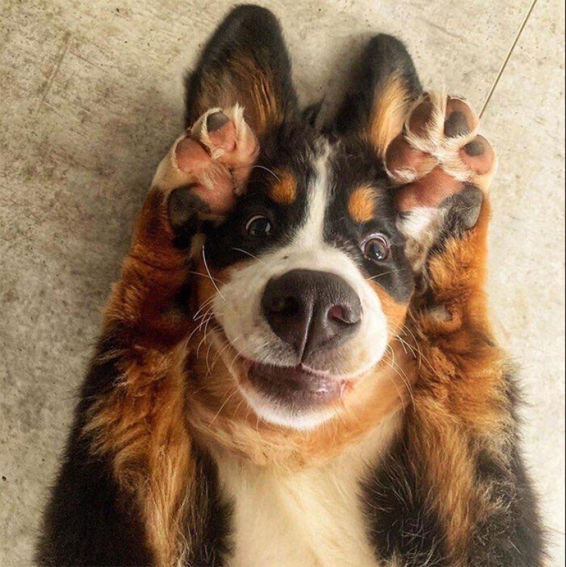 What fools: 20+ funny photos of dogs for the mood