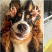 What fools: 20+ funny photos of dogs for the mood