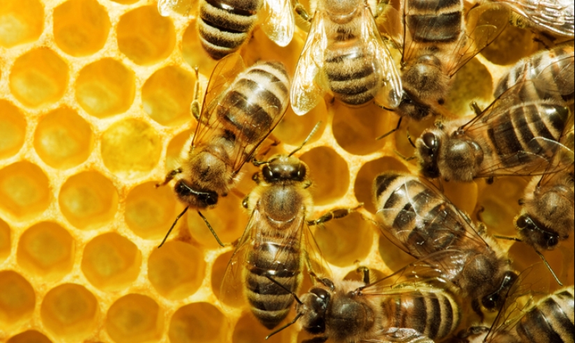 What is "drunk" honey and how is it dangerous for humans