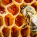 What is "drunk" honey and how is it dangerous for humans