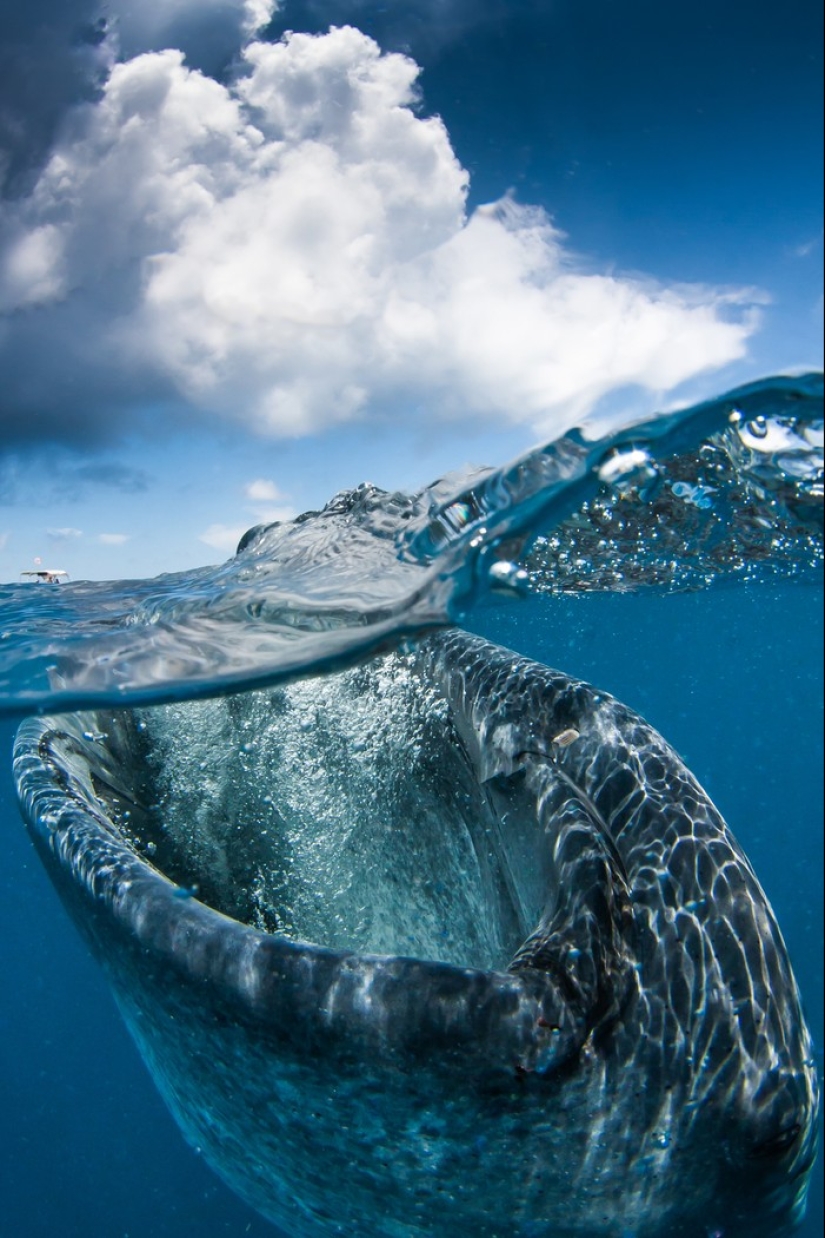 What is hidden under water: 34 incredible photos