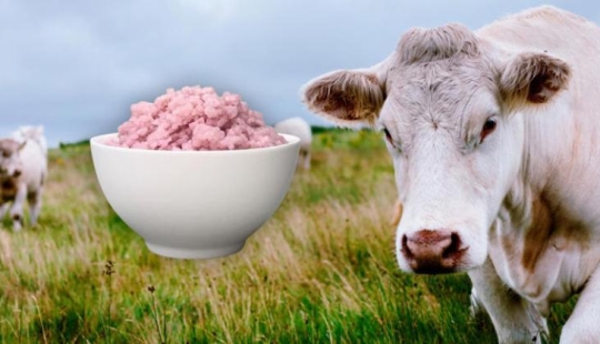 What is “rice meat”: Japanese scientists have invented a new product