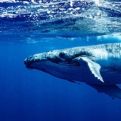 What is the size of a blue whale's heart? Destroying an established myth