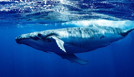 What is the size of a blue whale's heart? Destroying an established myth