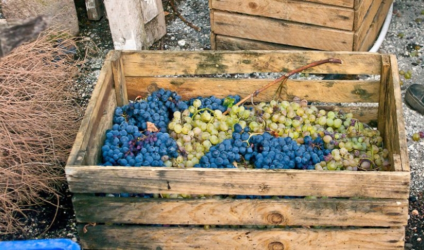 What you need to know about Georgian wine: a brief introduction to the topic